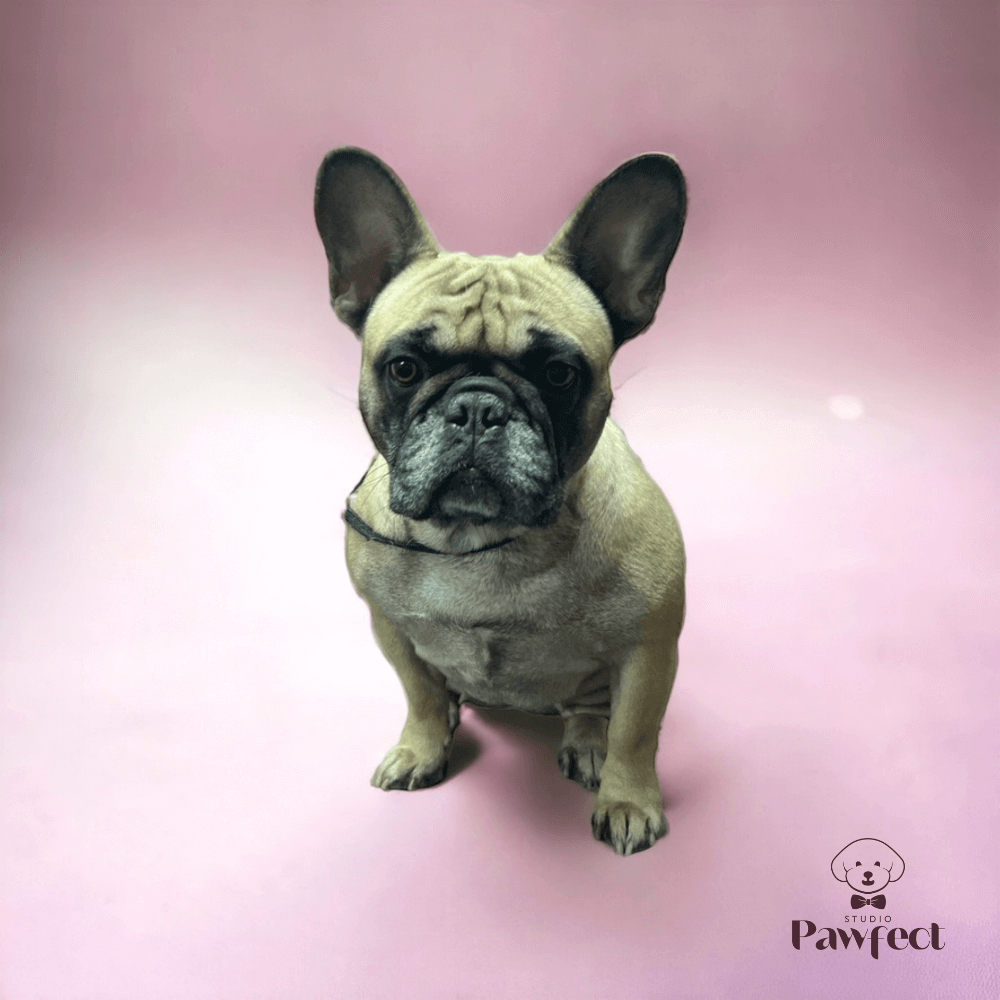 Hond met een netjes geschoren vacht na een professionele scheerbeurt bij Studio Pawfect.