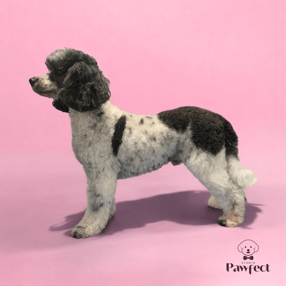 Hond met een frisse, goed verzorgde vacht en een blije uitstraling na een professionele behandeling bij Studio Pawfect, inclusief wassen, föhnen en trimmen.