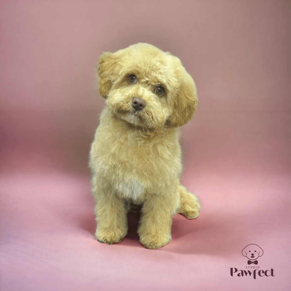 Kleine hond met een frisse en verzorgde vacht na een knip- en scheerbeurt bij Studio Pawfect.
