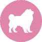 dienst-voor-ontwollen-studio-pawfect