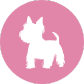dienst-voor-plukken-studio-pawfect
