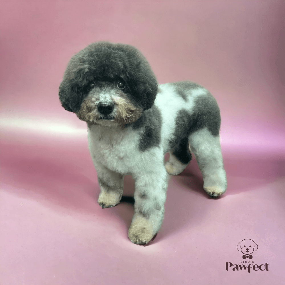Hond met een schone, frisse en goed verzorgde vacht na een behandeling bij Studio Pawfect.