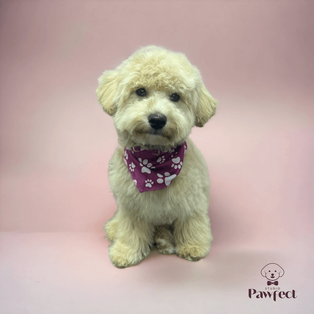 Hond met een perfect verzorgde, gezonde en stralende vacht na een professionele behandeling bij Studio Pawfect, inclusief wassen, föhnen en trimmen.