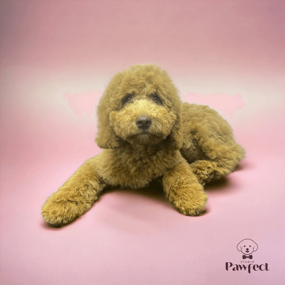 Hond met een glanzende en gezonde vacht na een complete verzorgingsbehandeling bij Studio Pawfect, inclusief wassen, föhnen, knippen en ontwollen.