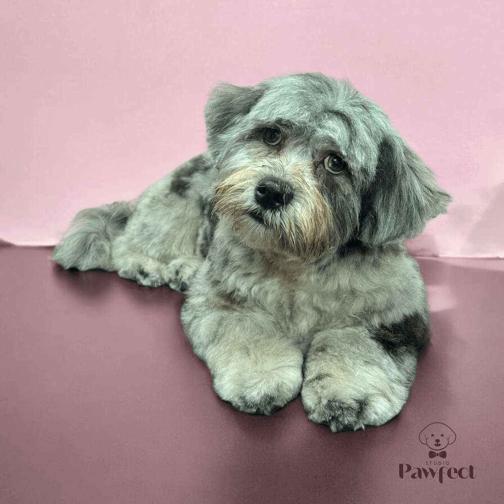 Hond met een gezonde en glanzende vacht na een professionele verzorgingsbehandeling bij Studio Pawfect, inclusief wassen, föhnen en trimmen.