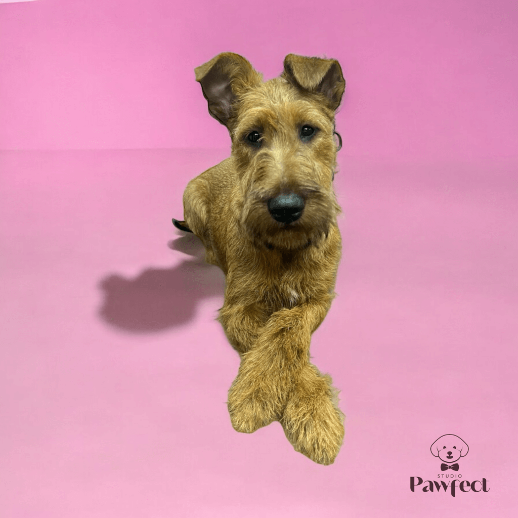 Grote hond met een frisse en goed onderhouden vacht na een professionele knip-, scheer- en wasbeurt bij Studio Pawfect.