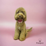 Grote hond met een frisse en goed onderhouden vacht na een professionele knip- en scheerbeurt bij Studio Pawfect.