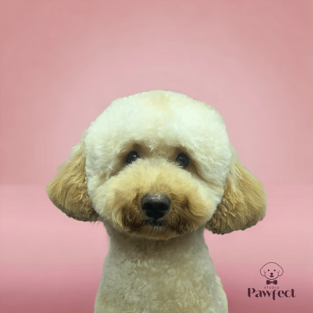 Hond met een strak geknipte en verzorgde vacht na een professionele trimbehandeling bij Studio Pawfect.