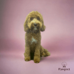 Hond met een netjes geknipte en verzorgde vacht na een professionele trimbeurt bij Studio Pawfect, inclusief wassen en föhnen.