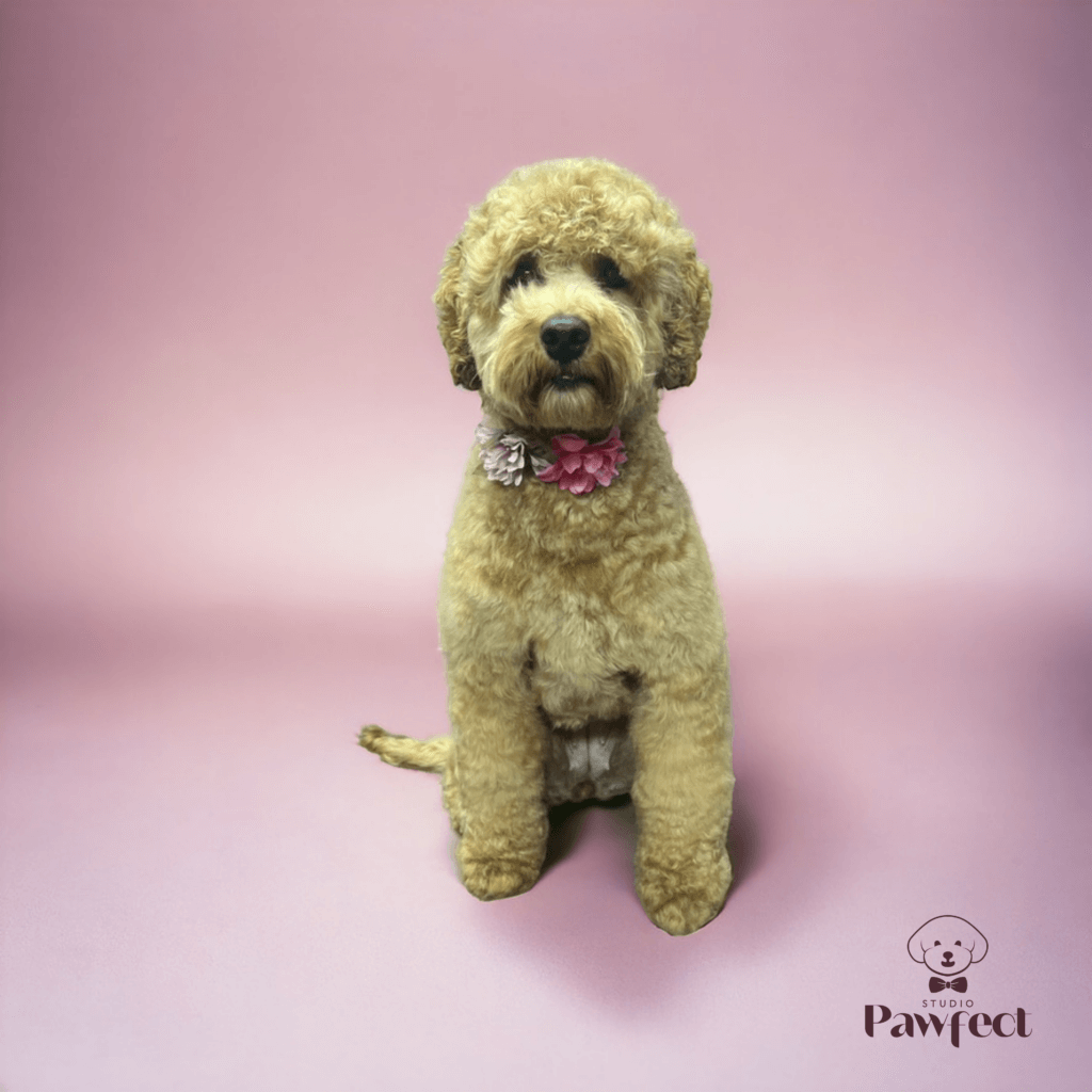 Hond met een stijlvol en professioneel in model geknipte vacht na een trimbehandeling bij Studio Pawfect.