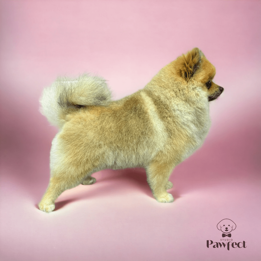 Kleine hond met een frisse en goed getrimde vacht na een professionele trimbehandeling bij Studio Pawfect.