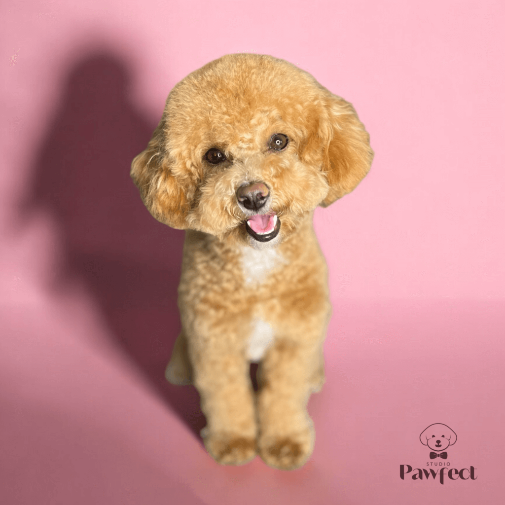 Een kleine hond met een frisse, verzorgde vacht na een professionele knipbeurt bij Studio Pawfect.