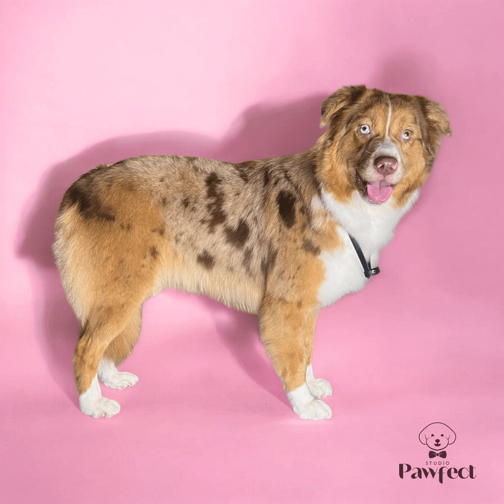 Hond met een prachtig getrimde en goed verzorgde vacht na een professionele behandeling bij Studio Pawfect, inclusief wassen, föhnen en knippen.