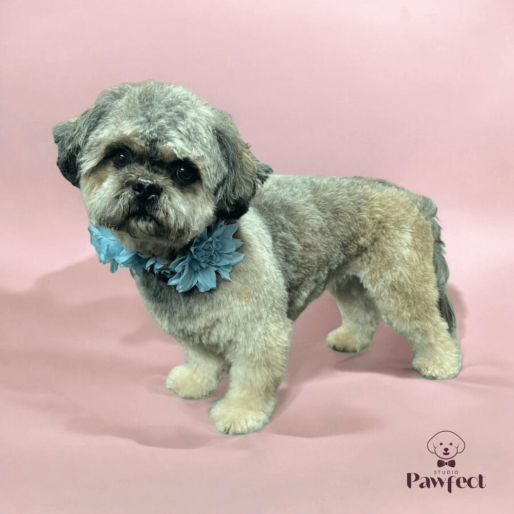Hond met een perfect getrimde en verzorgde vacht na een complete behandeling bij Studio Pawfect, inclusief wassen, föhnen en knippen.