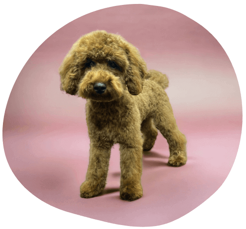 Een knappe hond met een frisse, verzorgde vacht na een professionele trimbeurt in de hondentrimsalon Studio Pawfect.