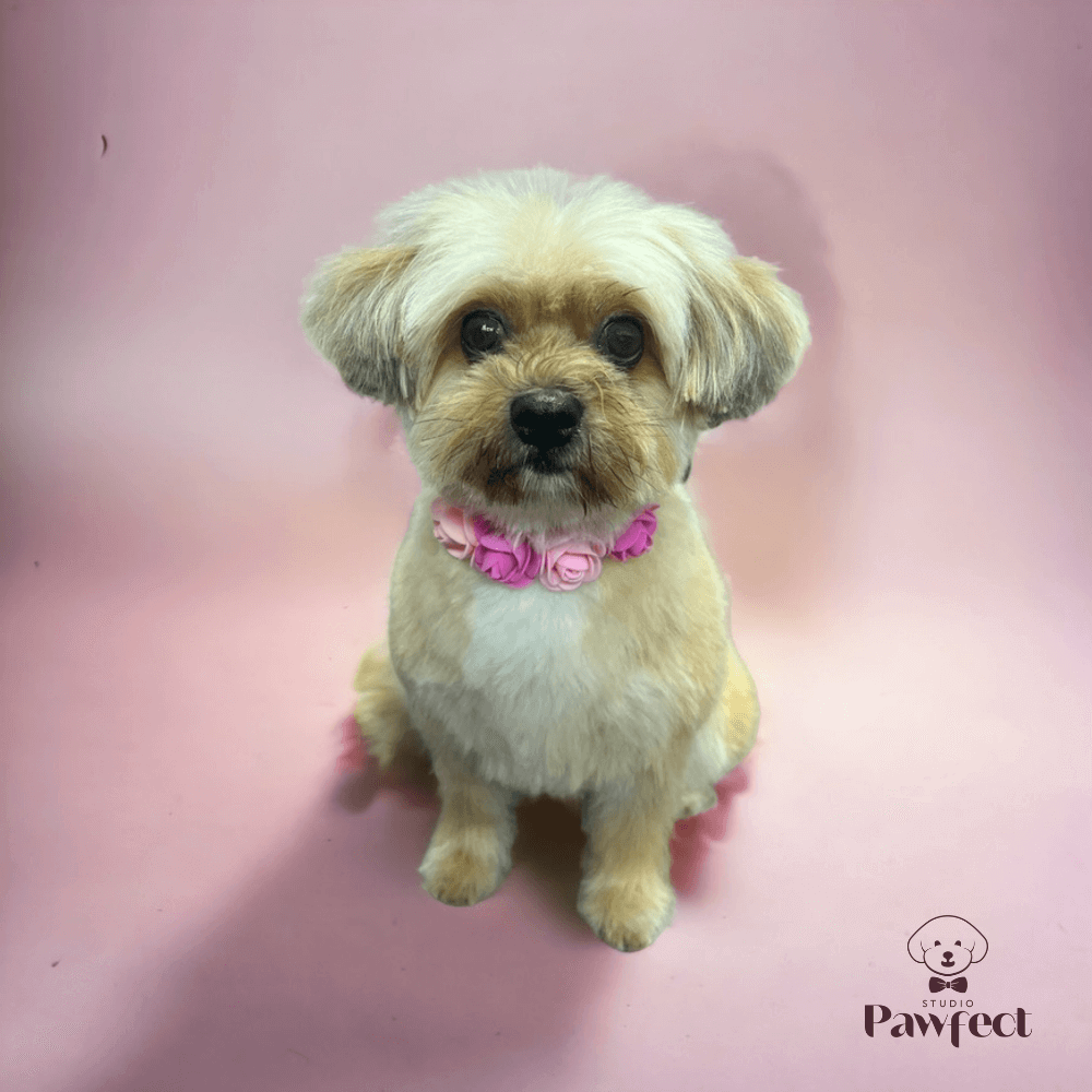 liefdevolle-trimservice-door-maaike-studio-pawfect