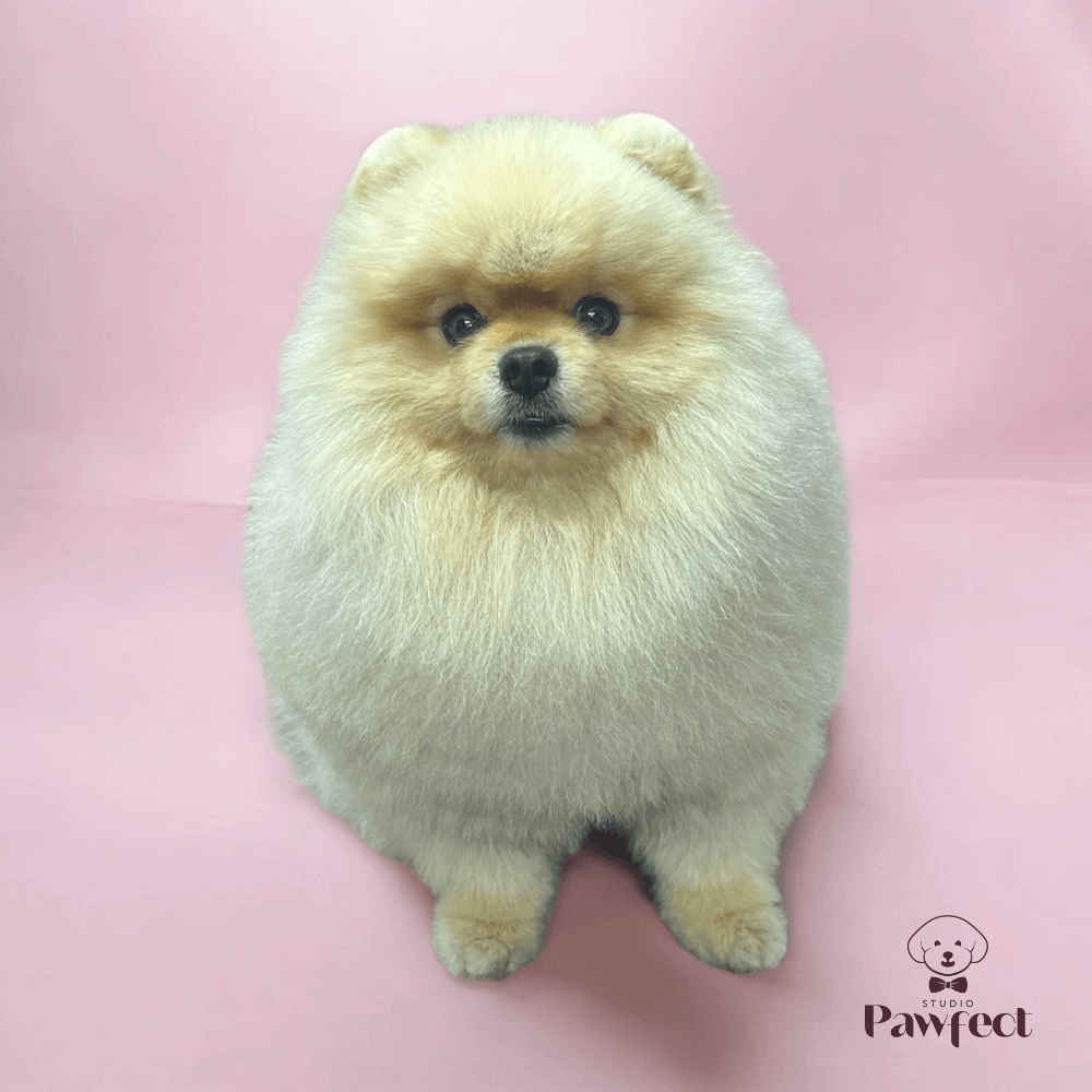 Hond ontvangt een professionele en liefdevolle verzorgingsbehandeling bij Studio Pawfect, inclusief wassen, föhnen, knippen en vachtverzorging.