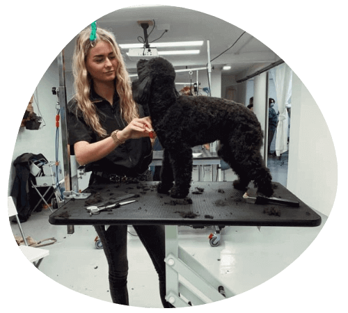 Maaike van Strijdhoven voert een hond knippen behandeling uit tijdens een trimbeurt. Zorgvuldige vachtverzorging voor een gezonde en verzorgde uitstraling.