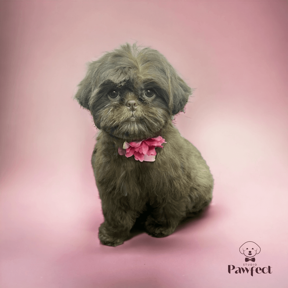 Hond geniet van een op maat gemaakte verzorgingsbehandeling bij Studio Pawfect, inclusief wassen, föhnen, knippen en nagelverzorging voor een perfect resultaat.