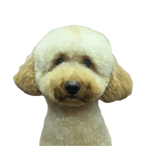 Hond met een perfect in model geknipte vacht na een professionele trimbeurt, inclusief wassen en föhnen bij Studio Pawfect.