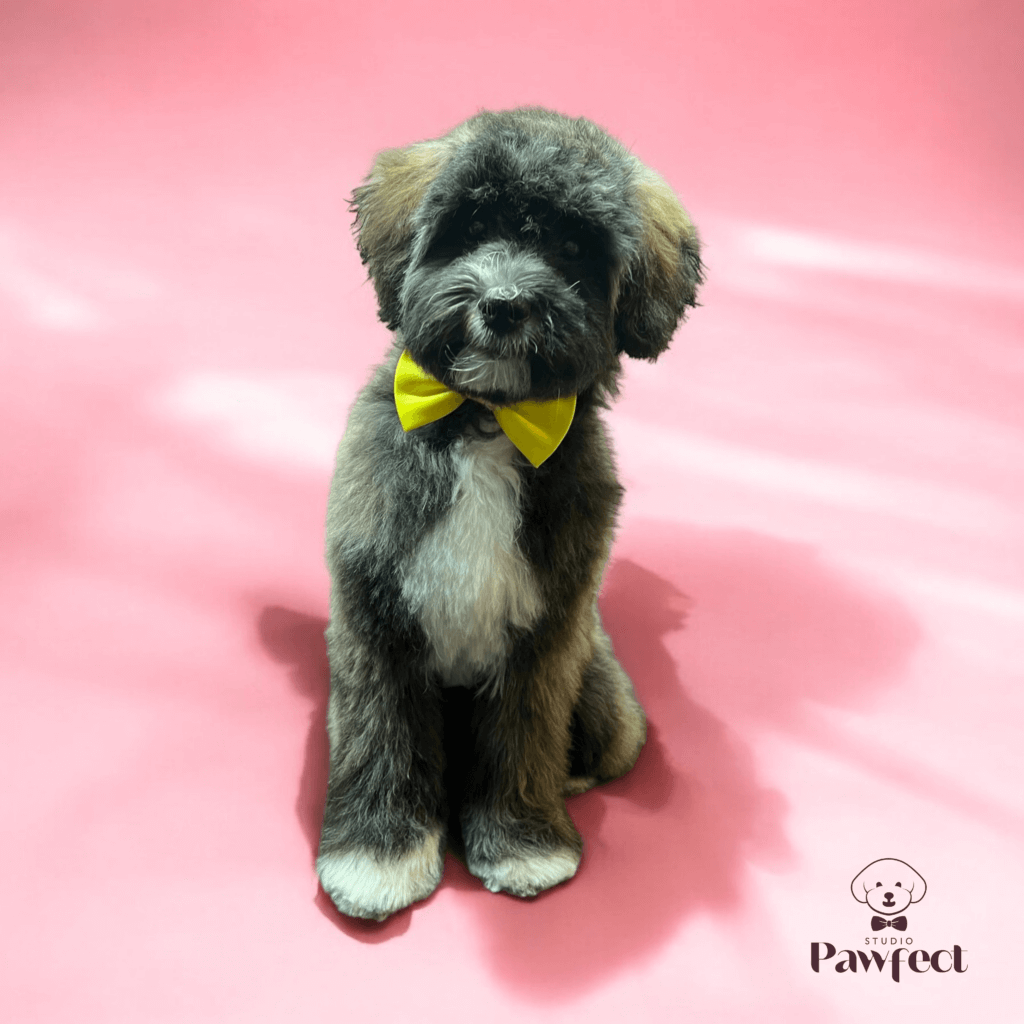 Hond met een frisse, goed getrimde en geknipte vacht na een professionele verzorgingsbehandeling bij Studio Pawfect, inclusief wassen en föhnen.