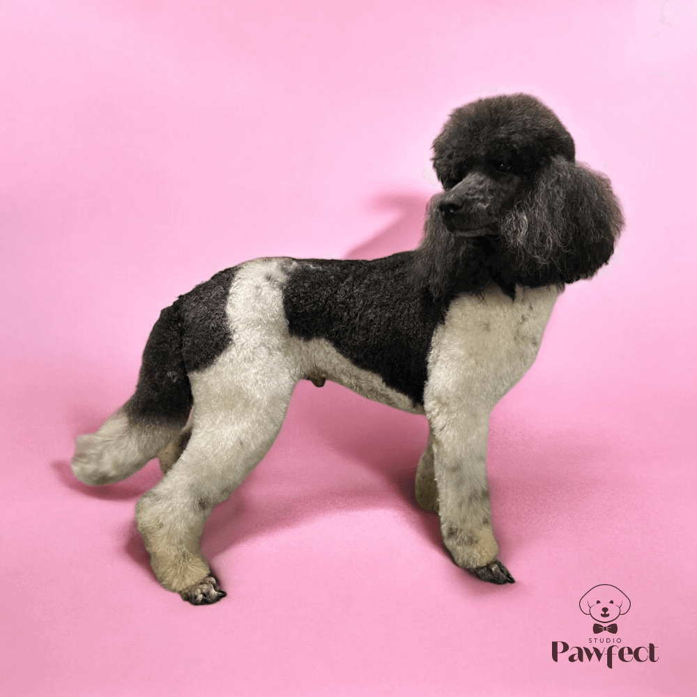kleine hond met een frisse en verzorgde vacht na een knip- en scheerbeurt, inclusief wassen en föhnen bij Studio Pawfect.