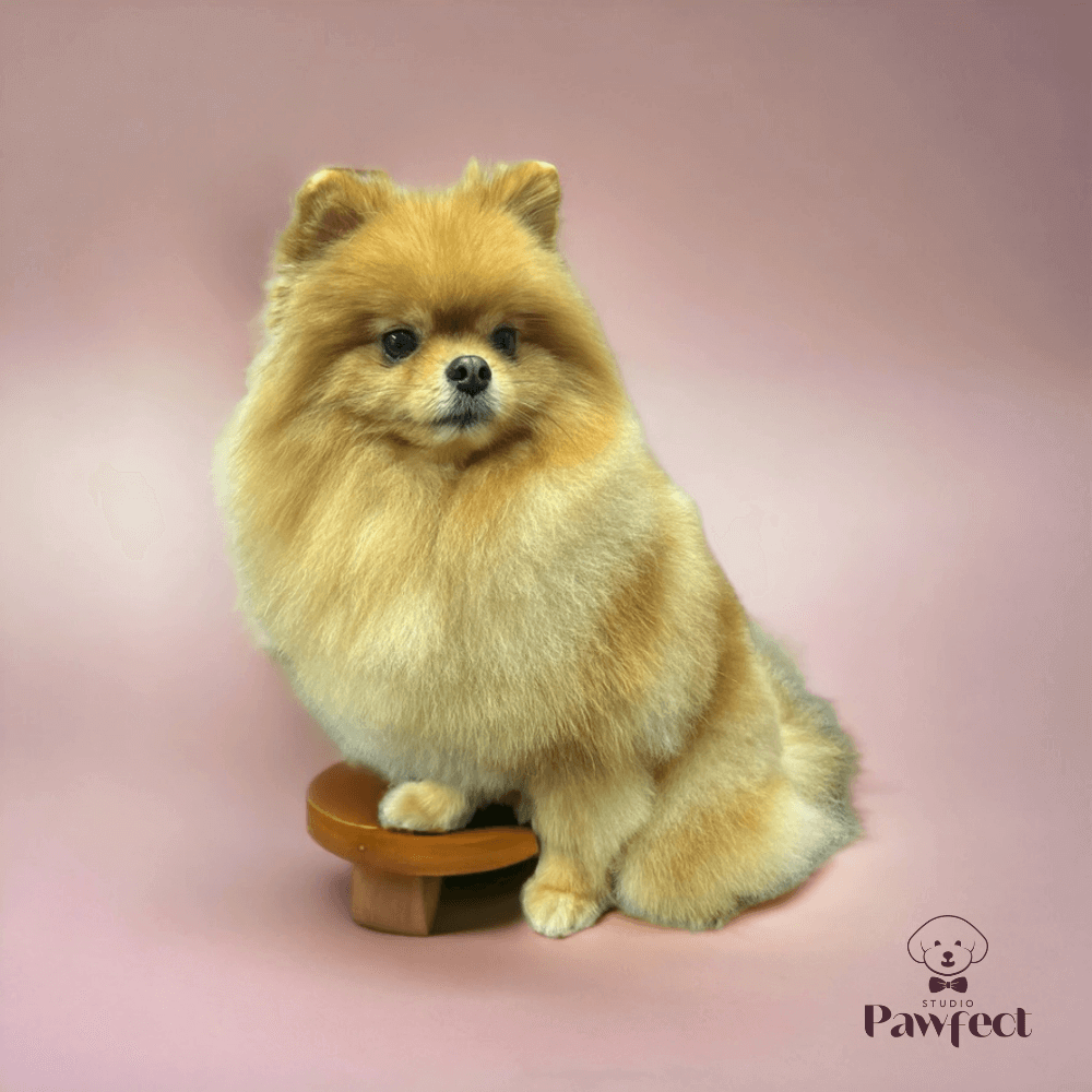 Hond voelt zich ontspannen en tevreden na een professionele trimsessie bij Studio Pawfect, inclusief wassen, föhnen, knippen en vachtverzorging.