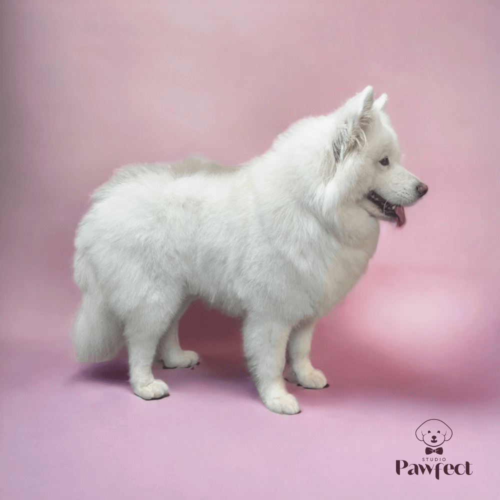 Hond geniet van een op maat gemaakte verzorgingsbehandeling bij Studio Pawfect, inclusief wassen, föhnen, knippen en nagelverzorging met persoonlijke aandacht.