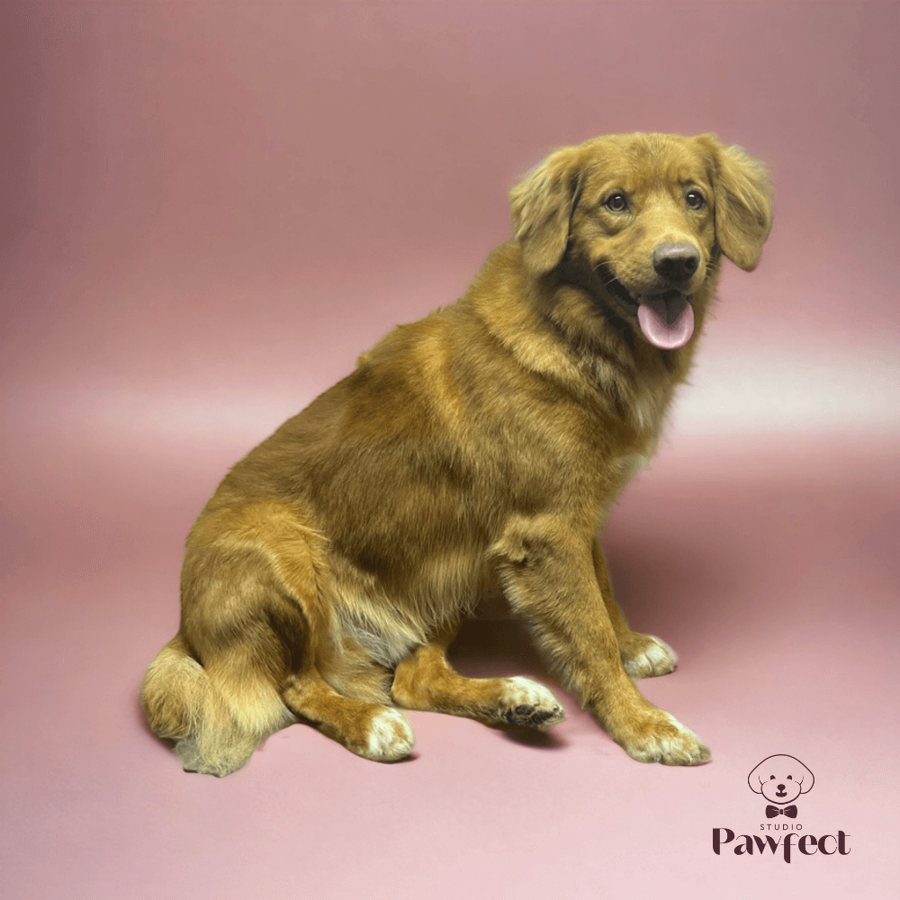 Professionele foto's van honden met een frisse en verzorgde vacht na een behandeling bij Studio Pawfect.