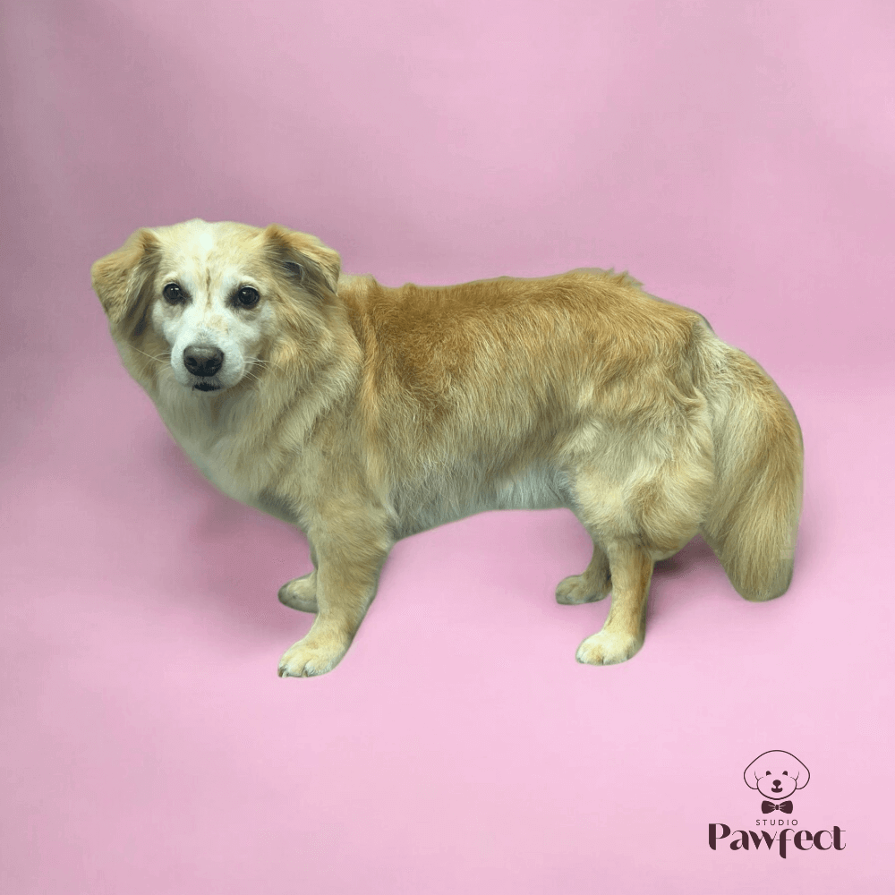 Hond met een perfect verzorgde en professioneel getrimde vacht na een volledige verzorgingsbehandeling bij Studio Pawfect, inclusief wassen, föhnen en knippen.