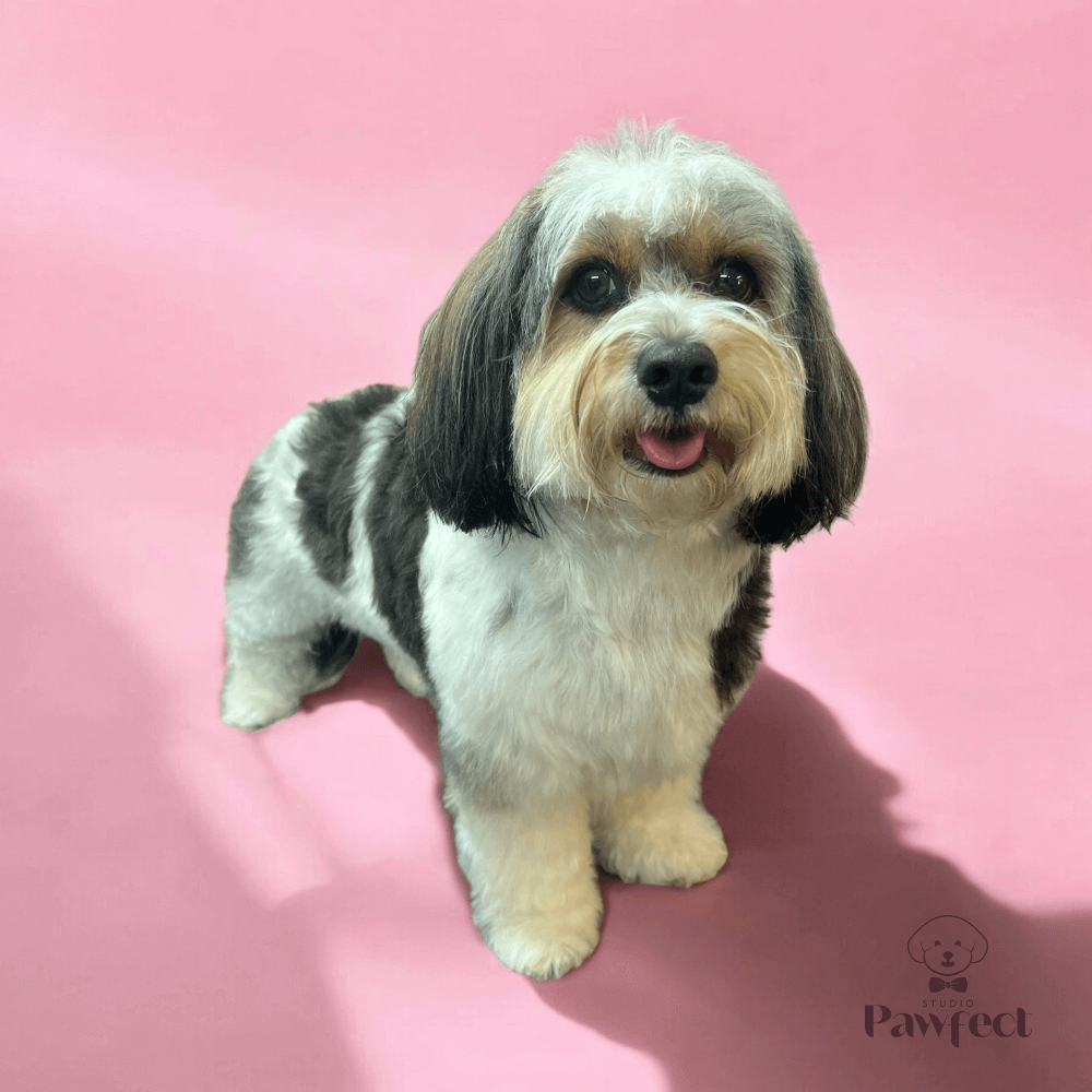 professioneel-trimmen-bij-studio-pawfect