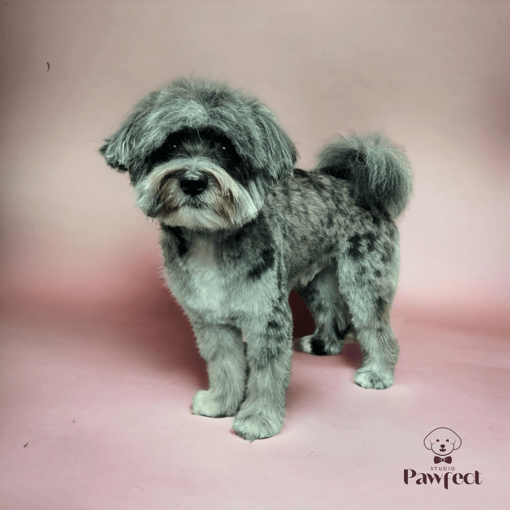 Hond met een perfect getrimde en professioneel verzorgde vacht na een uitgebreide behandeling bij Studio Pawfect, inclusief wassen, föhnen en knippen.