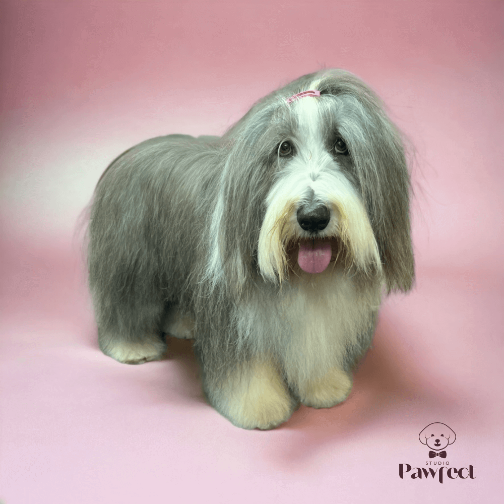 Hond met een perfect getrimde en verzorgde vacht na een complete verzorgingsbehandeling bij Studio Pawfect, inclusief wassen, föhnen en knippen.