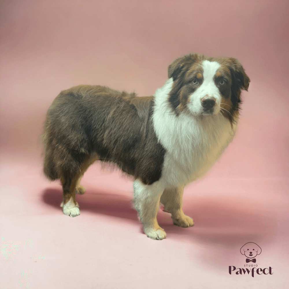 Hond met een frisse, schone en perfect verzorgde vacht na een professionele behandeling bij Studio Pawfect, inclusief wassen, föhnen en trimmen.