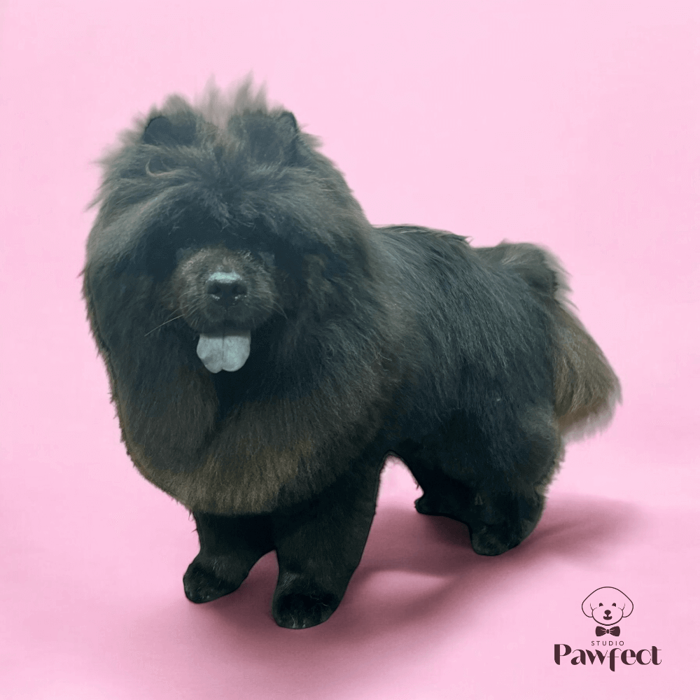 Hond met een frisse en luchtige vacht na een professionele ontwolbehandeling bij Studio Pawfect, inclusief wassen, föhnen en vachtverzorging.