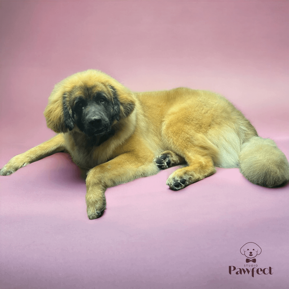 Hond met een frisse, perfect getrimde vacht en een tevreden uitstraling na een professionele trimbeurt bij Studio Pawfect, inclusief wassen en föhnen.