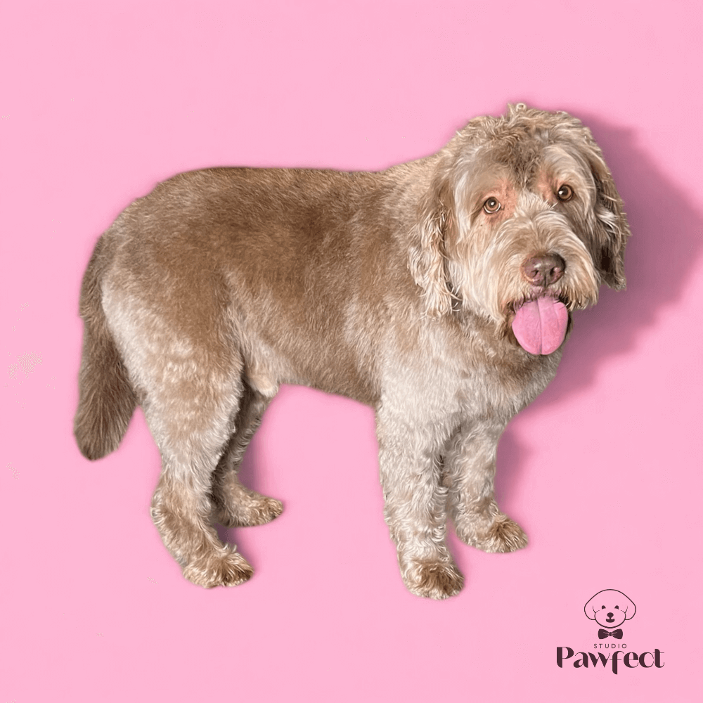 Blije hondenbaasjes met hun perfect getrimde en verzorgde honden na een professionele behandeling bij Studio Pawfect, inclusief wassen, föhnen en knippen.