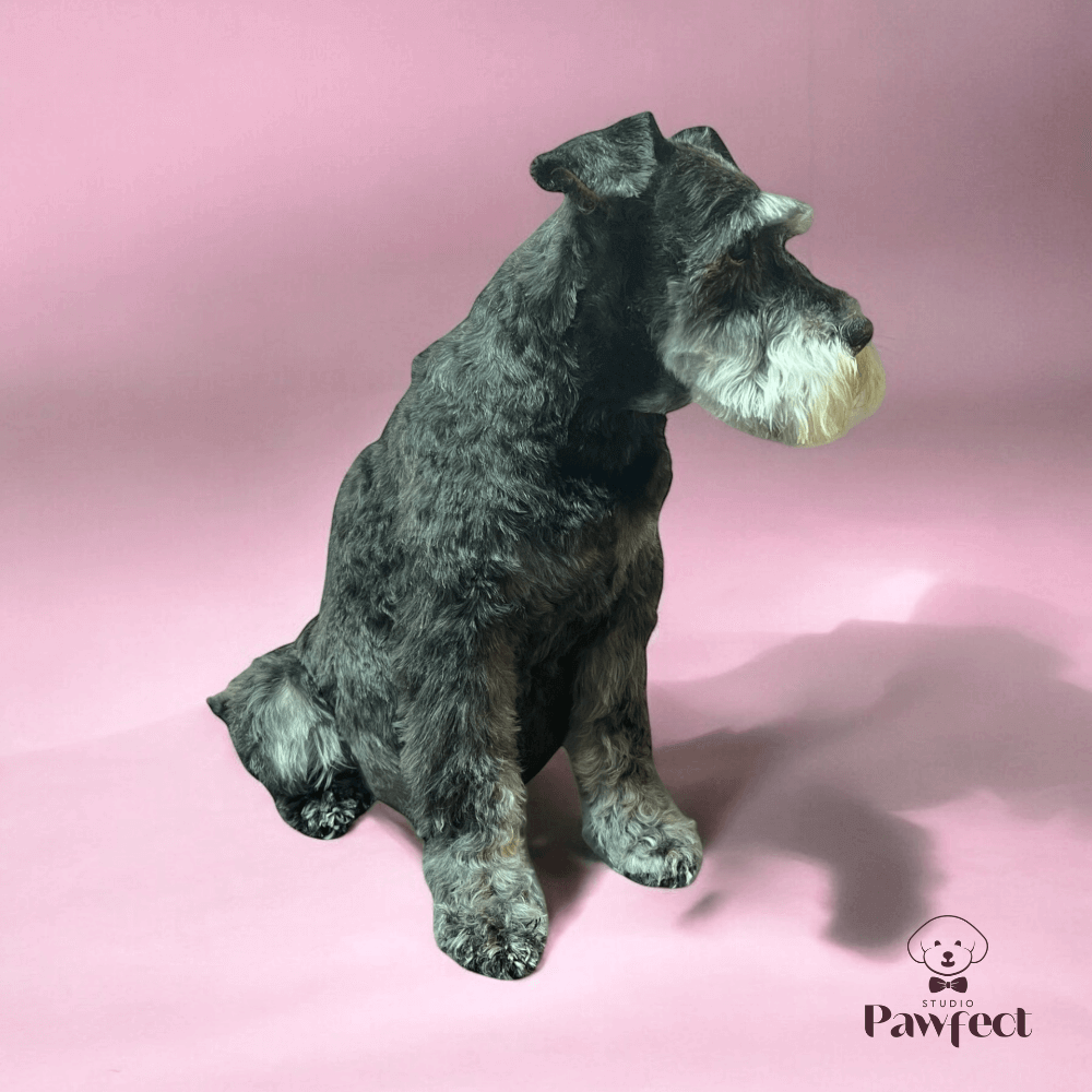 Hond met een frisse, goed verzorgde vacht na een complete trim- en verzorgingsbehandeling bij Studio Pawfect, inclusief wassen, föhnen en knippen.