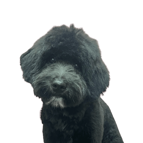 verzorgde-hond-na-beurt-bij-studio-pawfect