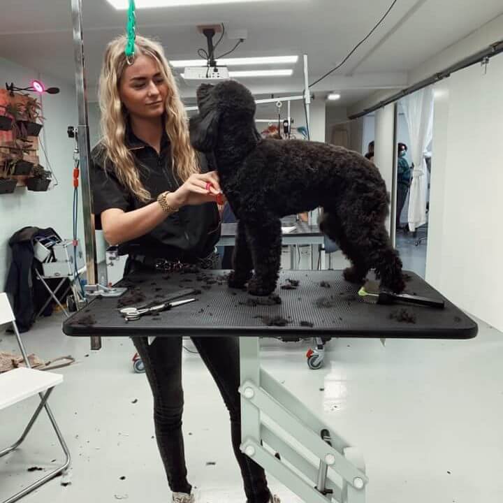 Hond met een frisse en verzorgde vacht na een professionele trimbeurt bij Studio Pawfect, essentieel voor een gezonde vacht en huid.