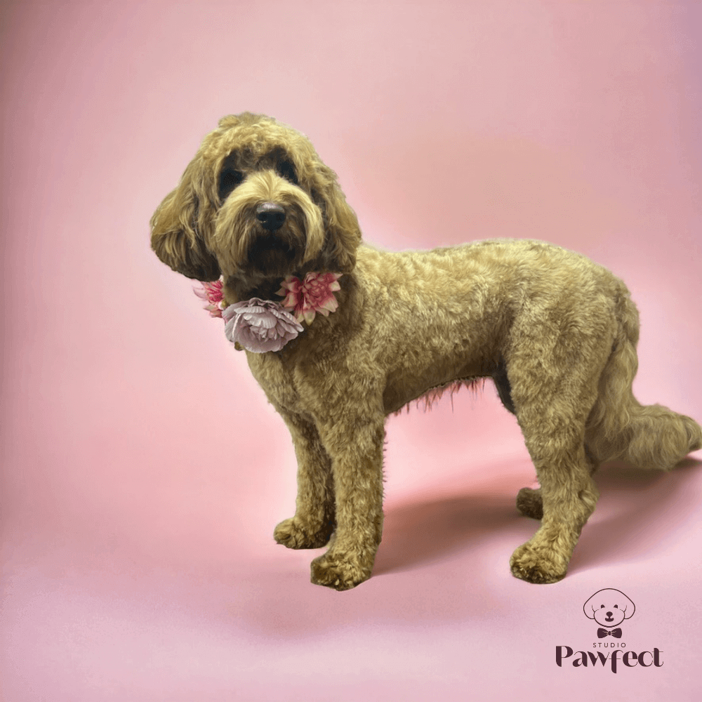 Professionele vachtverzorging bij trimsalon Haaren– Studio Pawfect