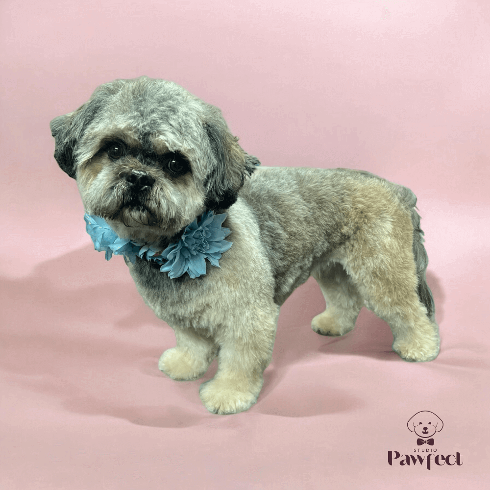 Blije hond na een professionele trimbeurt bij trimsalon Berkel-Enschot – Studio Pawfect, met een frisse en verzorgde vacht.