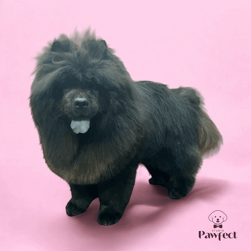 Professionele vachtverzorging bij trimsalon Tilburg – Studio Pawfect